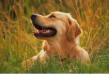 《黑道圣徒：重启版》用户评分3.1分 外媒评9大缺陷